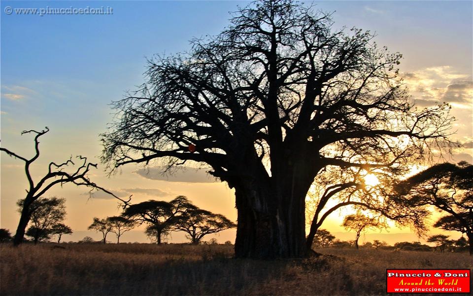 TANZANIA - Tarangire National Park - 41.jpg